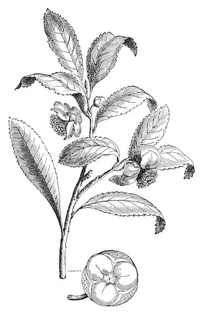 Planta Camellia